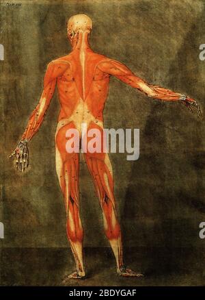 Dissezione anatomica, illustrazione del XVIII secolo Foto Stock