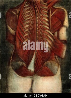 Dissezione anatomica, illustrazione del XVIII secolo Foto Stock