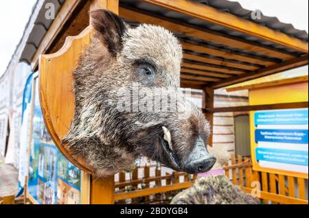 Testa di cinghiale con zappe grandi sullo scudo di legno. Trofeo di caccia come oggetto di decorazione Foto Stock