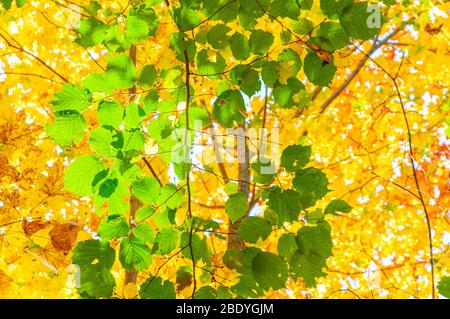 Colorata foresta d'autunno in un giorno soleggiato. Il verde brillante si sfata contro le corone arancioni gialle di aceri in una sfocatura fotografata dal fondo Foto Stock