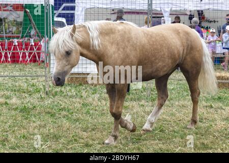 Palomino, cavallo americano quarto in una penna in uno showground. Foto Stock