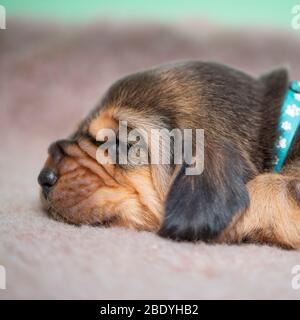 Bloodhound puppy Foto Stock