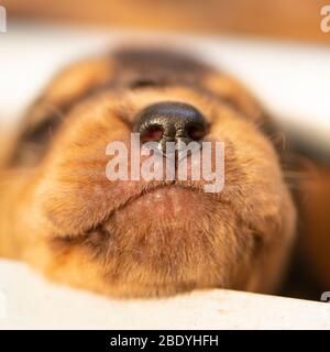 Bloodhound puppy Foto Stock