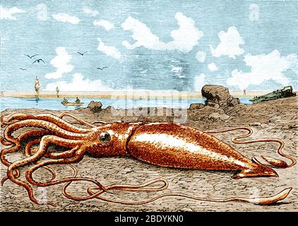 Calamari giganti, 1887 Foto Stock