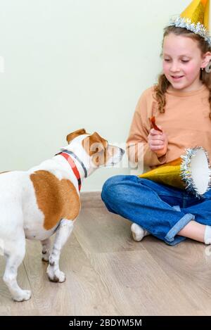 Jack Russell Terrier Dog attende pazientemente un regalo da Young Girl in the Home. Foto Stock