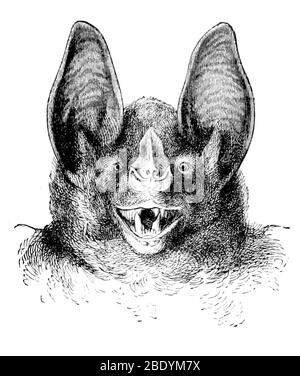 Vampiro Bat, 1898 Foto Stock