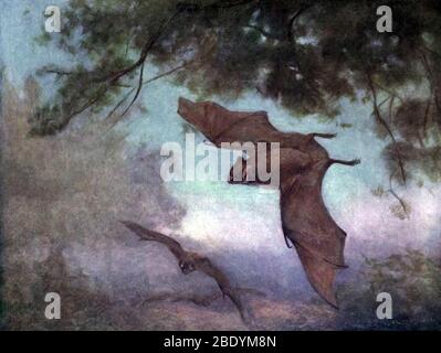 Pipistrelli vampiri, 1909 Foto Stock