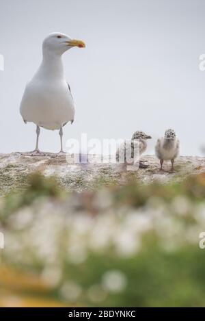 Salty Island - Animali Foto Stock