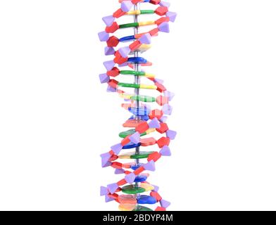 La doppia elica del DNA modello molecolare Foto Stock