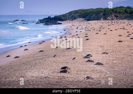 Centinaia di tartarughe marine di Olive Ridley nidificano sulla spiaggia di Ixtapilla a Michoacan, Messico. Foto Stock