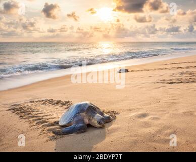 Una tartaruga marina di Olive Ridley arriva mentre un'altra parte sulla spiaggia di Ixtapilla a Michoacan, Messico. Foto Stock