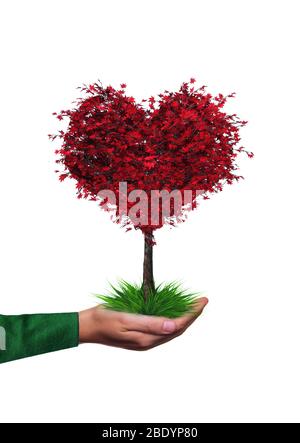 Albero di acero a forma di cuore su una mano Foto Stock