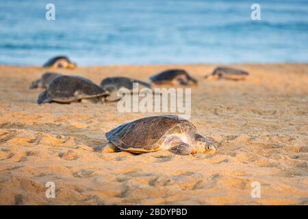 Una tartaruga marina di Olive Ridley, esausta, cerca un posto dove deporre le uova sulla spiaggia di Ixtapilla a Michoacan, Messico. Foto Stock