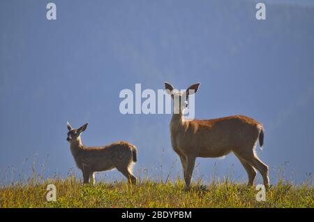 Fauna selvatica nel Parco Nazionale Olimpico, Stati Uniti Foto Stock