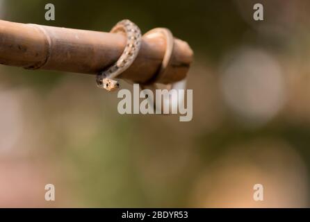 Un bambino Gopher Snake ( Pituophis lineaeticollis ) primo piano su un bordo di bambù con sfondo sfocato. Foto Stock