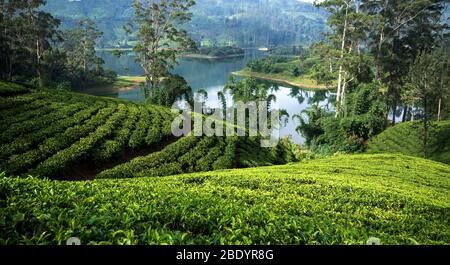 Piantagioni di tè intorno al bacino di Castlereagh Hatton Sri Lanka Foto Stock