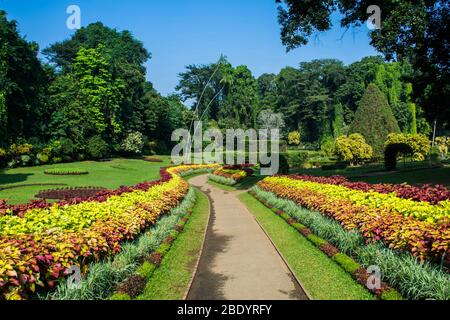 I Giardini Botanici reali, Peradeniya, si trovano a circa 5.5 km ad ovest della città di Kandy, nella provincia centrale dello Sri Lanka. Attrae 2 milioni di visitatori Foto Stock