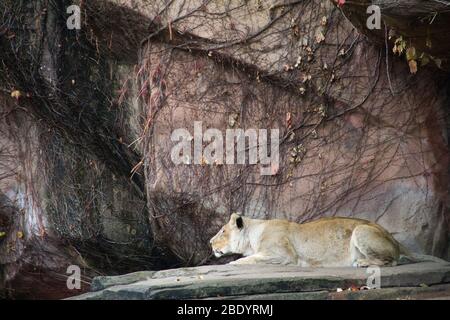 Lioness che si adora sul rock, Lincoln Park, Chicago, Illinois, USA Foto Stock