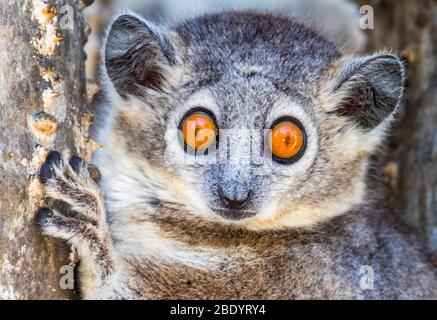 Lemuri sportivi a piedi bianchi (Lepilemur leucous), Madagascar Foto Stock