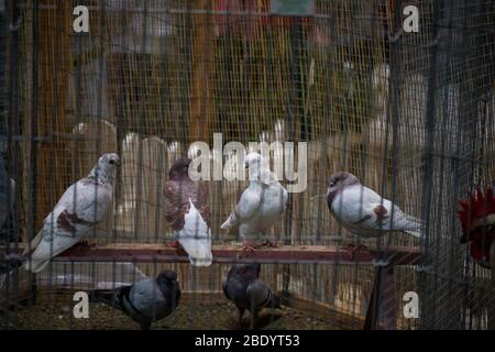 Piccioni in gabbia alla mostra Foto Stock