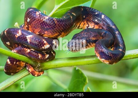 Madagascar Ground boa (Acrantophis madagascariensis), Madagascar Foto Stock