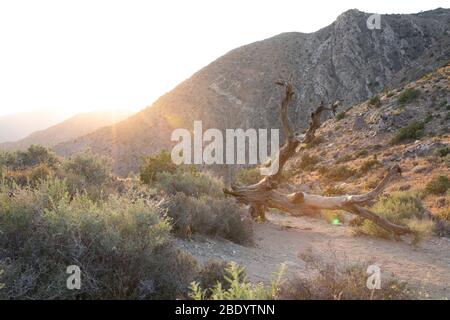 il sole si schianta dietro la cresta di una montagna creando un'esplosione di sole su un albero morto nel deserto Foto Stock