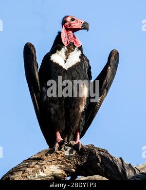 Primo piano avvoltoio a testa rossa (Sarcogyps calvus), India Foto Stock