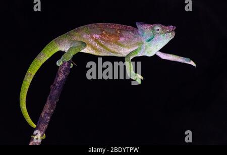 Parsons camaleonte (Calumma parsonii), Madagascar Foto Stock