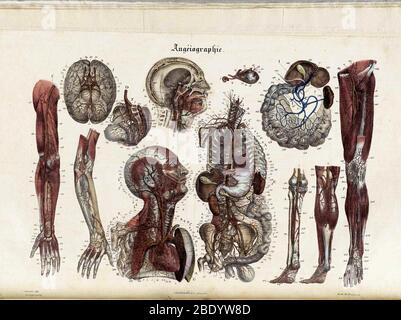Illustrazioni anatomie Methodique Foto Stock