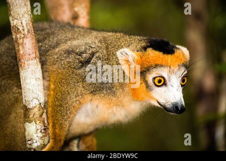 Lemuri coronato (Eulemur coronatus) maschio sorpreso, Palmarium riserva, Madagascar Foto Stock