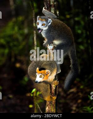 Coppia di lemuri coronati (Eulemur coronatus) sull'albero, Riserva del Palmarium, Madagascar Foto Stock