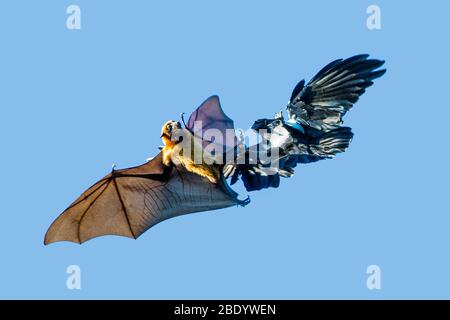 Madagascar volando-volpe (Pteropus rufus) combattendo con corvo pied (Corvus albus), Madagascar Foto Stock
