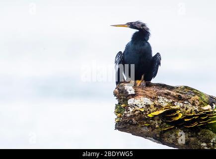 Cormorano neotropico (Phalacrocorax brasilianus) sulla roccia, Costa Rica Foto Stock