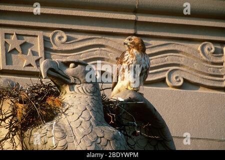 Hawk con coda rossa a Nest Foto Stock