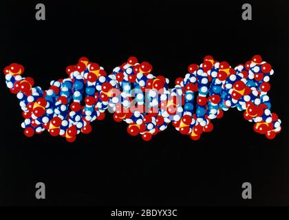 DNA, forma B, 20 paia di basi Foto Stock