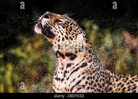 Foto ravvicinata di jaguar (Panthera onca), Pentanal, Brasile Foto Stock