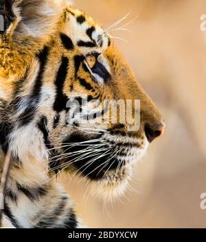 Tigre del Bengala (Panthera tigris), India Foto Stock
