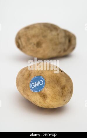 Prodotti geneticamente modificati, patata Foto Stock
