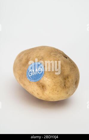 Prodotti geneticamente modificati, patata Foto Stock