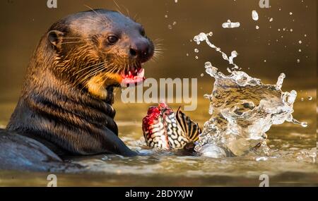 Primo piano di lontre gigante mangiare pesce in acqua, Pantanal, Brasile Foto Stock