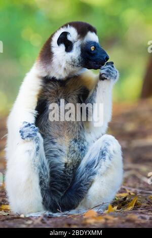 Primo piano di Verreauxs sifaka (Propithecus verreauxi), Madagascar Foto Stock