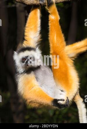 Sifaka (Propithecus diadema), che pende sul ramo, Madagascar Foto Stock