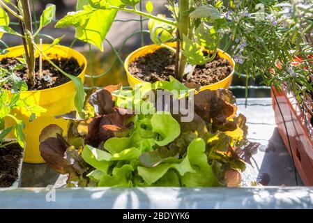 balcone giardinaggio verdure fresche e biologiche orticoltura in casa urbana Foto Stock