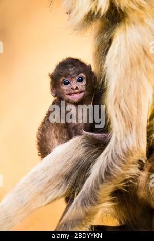 Scimmia infantile Langur, India Foto Stock
