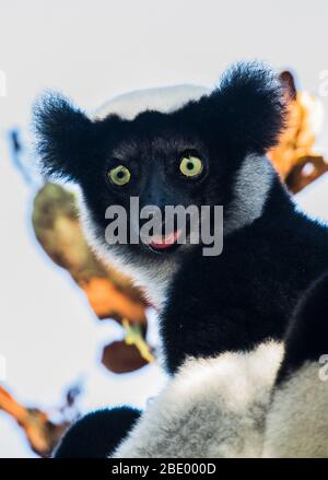 Primo piano di indri (Indri indri), Madagascar Foto Stock