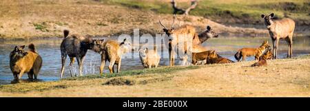 Dhole (cani selvatici trovati in India) e sambar vicino all'acqua, India Foto Stock