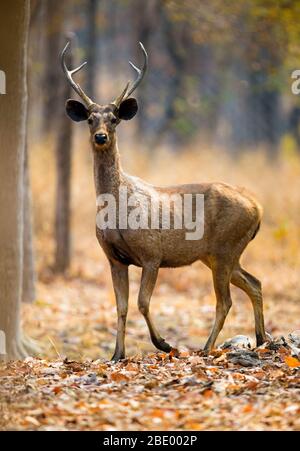 Giovane sambar in piedi, India Foto Stock