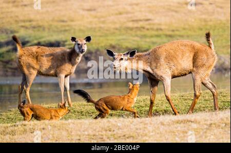 Dhole (cani selvatici trovati in India) caccia sambar, India Foto Stock