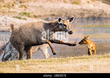 Dhole (cani selvatici trovati in India) caccia sambar, India Foto Stock