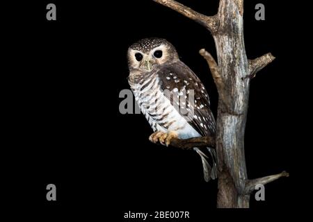 Gufo bianco o gufo-gufo del Madagascar (Athene superciliaris) sul ramo dell'albero, Madagascar Foto Stock